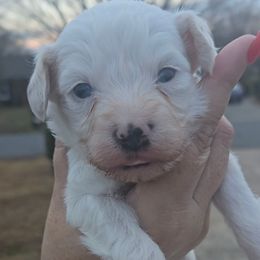 Snowflake - White male Schnoodle puppy in Hickory, North Carolina from Selene's Schnauzers