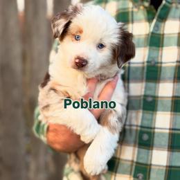 Poblano - Red merle male Toy Australian Shepherd puppy in Riverton, Utah from Iron Spirit Homestead & Aussies