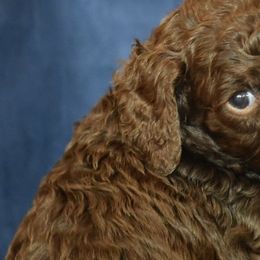 Poodles from Sequoyah Standard Poodles