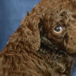 Poodles from Sequoyah Standard Poodles