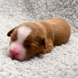 Sunflower (yellow) - Red  female Goldendoodle puppy in Twin Falls, Idaho from Magic Valley Family Doodles