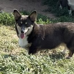 Pembroke Welsh Corgis and Pomeranians from BJ's Blessings
