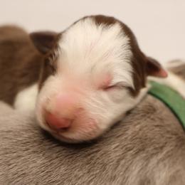 Blue Collar - Red male Border Collie puppy in Courtland, Alabama from C Bar C Ranch Border Collies