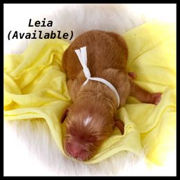 Girl 4 - Cavapoo puppy in Spokane, Washington from Treasured Cavaliers of the Pacific Northwest