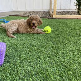 Goldendoodle Puppies from Heavenly Hilltop Farm