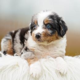 Zoey - Blue merle female Bernedoodle puppy in Spokane, Washington from Lilac City Doodles