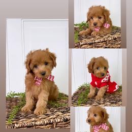 Bernedoodle, Cavapoo, Goldendoodle, and Poodle Puppies from Gypsi Doodles & Poodles