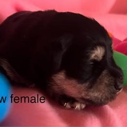 Crow-Girl 1 - Black and silver female Miniature Schnauzer puppy in Granville, Ohio from Shull Mini Schnauzers