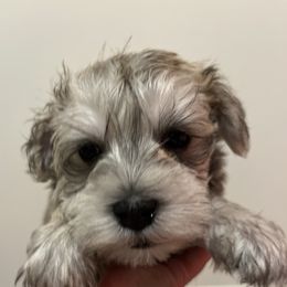 Miniature Schnauzer Puppies from S & S Miniature Schnauzer