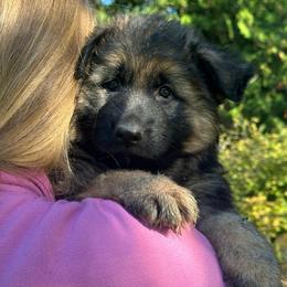 Red King Royal - Black and tan male German Shepherd puppy in Bonney Lake, Washington from German Shepherds Von Washington