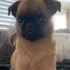 Brussels Griffon Puppies from Middletown Dreams
