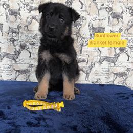 Sunflower - Black and red female German Shepherd puppy in New Cambria, Missouri from Des Hausraben Shepherds