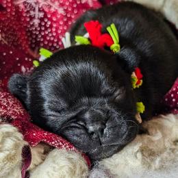 Bethlehem- affectionately known as Hemmie - Brindle male French Bulldog puppy in Delafield, Wisconsin from Bishop Bullyz