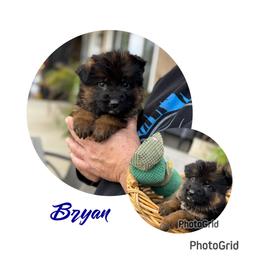 Bryan - Black and red male German Shepherd puppy in Hesperia, California from Von Geesa