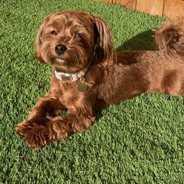 RUBY - Havanese