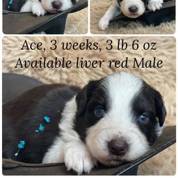 Ace - Red tri-color male Australian Shepherd puppy in Marshall, Virginia from Greywood Farm Aussies