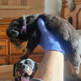 Girl 1 - Black and tan female Rottweiler puppy in San Antonio, Texas from Angel Rottweilers
