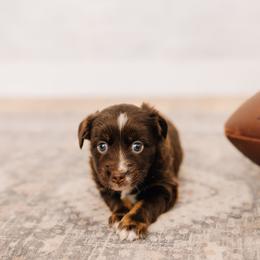 Raven - Red tri female Miniature Australian Shepherd puppy in Enoch, Utah from Twisted H Aussies