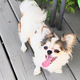 Victoria - Chihuahua