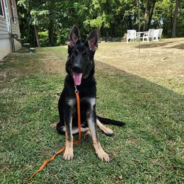 Freyja - Black and tan female German Shepherd puppy in Ramsey, Illinois from Haus-Farr German Shepherds