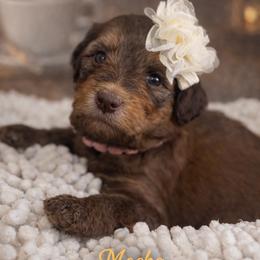 Mocha- Pink - Phantom female Bernedoodle puppy in Oak Hills, California from High Desert Doodles