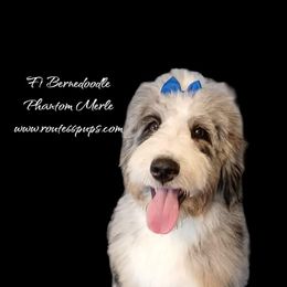 Aussiedoodle, Bernedoodle, Shihpoo, and Shih Tzu Puppies from Route 66 Poodles & Doodles, Sapphire Shih-tzu's of Ohio