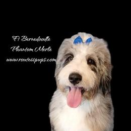 Aussiedoodle, Bernedoodle, Shihpoo, and Shih Tzu Puppies from Route 66 Poodles & Doodles, Sapphire Shih-tzu's of Ohio