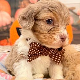 Brûlée - Merle male Cavapoo puppy in Dickerson, Maryland from Pawsome Aussie Doodles and Oodles