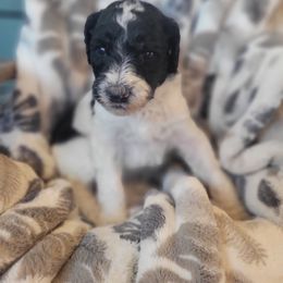 Aussiedoodle and Poodle Puppies from J&RAussiedoodles