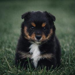 Amber - Black tri female Miniature Australian Shepherd puppy in Lowgap, North Carolina from Baileys Mini Aussies