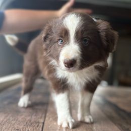 Henry - White and red male Border Collie puppy in Hopedale, Ohio from Whipple Family Farms