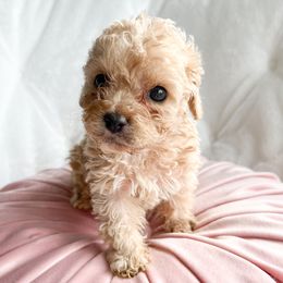 Demi - Cockapoo puppy in La Grange, Kentucky from Bluegrass Doodle Buddies