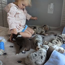 Australian Shepherd Puppies from Hickory Pines farm