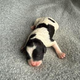 Girl 5 - Parti female Goldendoodle puppy in Jacksonville, Florida from Dandelion Doodles