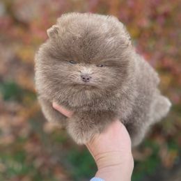 Amiri - Pomeranian