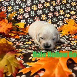 2nd Pick - Light golden female Golden Retriever puppy in Monroe, Tennessee from Dale Hollow Goldens