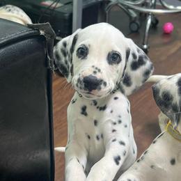 Crunch - White and black male Dalmatian puppy in Austin, Texas from Dazzling Dalz