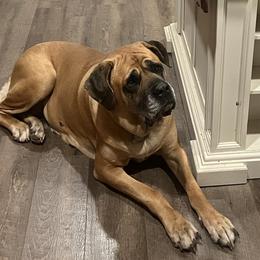Mastiff All Grown Up from J and L Farms Mastiff’s