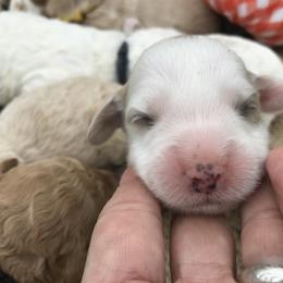 Australian Labradoodle Puppies from Wild Daisy Labradoodles