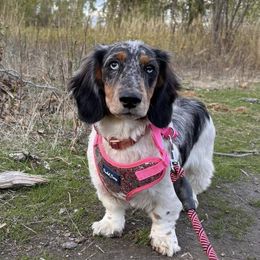 Dachshunds from The Dainty Dachshund