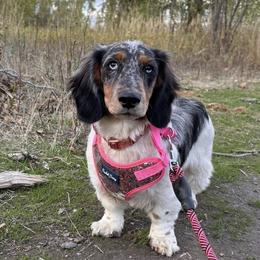 Dachshunds from The Dainty Dachshund