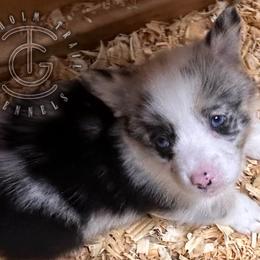 Riley - Blue merle and white male American Corgi puppy in Hico, Texas from Chisholm Trail Kennels