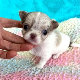 Olaf - Merle male Chihuahua puppy in Mesa, Arizona from Arizona Dream Chihuahuas
