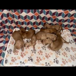3rd pick boy - Dark golden male Golden Retriever puppy in Monticello, Iowa from Ashley’s Puppies