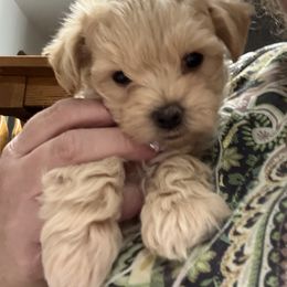 Milo - Cafe au lait male Maltipoo puppy in Fredericksburg, Ohio from Edna Keim