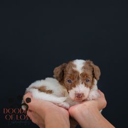 Rudolph - Gold male Labradoodle puppy in Travelers Rest, South Carolina from Doodles of Love Labradoodles