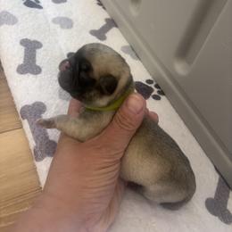 Green collar - Fawn male Pug puppy in Tucson, Arizona from Furever Friends