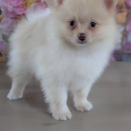 Sunny - Beaver male Pomeranian puppy in Fultonville, New York from Sandy Aussies & Pomeranians