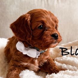 Blaze - Red Cavapoo puppy in Tolleson, Arizona from Pixie Dust Cavaliers