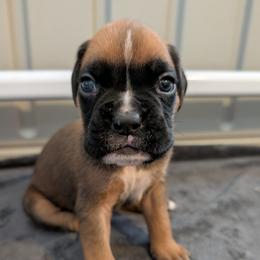 Archie - Fawn male Boxer puppy in Wellington, Ohio from Brinkhaven Boxers